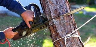 How Our Tree Care Process Works  in  Catalina, AZ