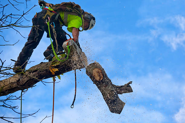 Trusted Catalina, AZ Tree Removal Services Experts